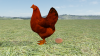 chickentest03.png