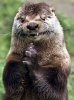 Evil-Otter.jpg