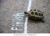 turtle-races-finish-260nw-699341131.jpg