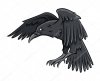 depositphotos_54807705-stock-illustration-black-raven.jpg