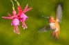 natural-selection-hummingbi.jpg