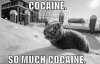 cocaine kitty.jpg
