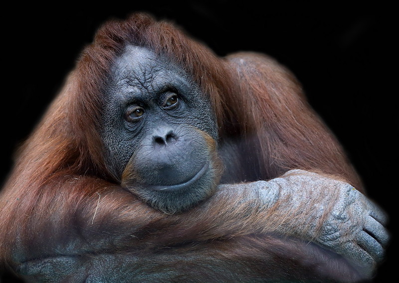 Orangutan tits - 🧡 Милые животные. 