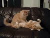 cat massage.gif