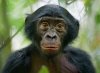 Bonobo.jpg