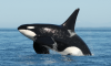 orca.png
