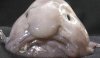 Blobfish-ugly-470.jpg