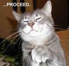 proceed cat.jpg