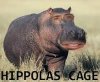Image result for hippolas cage