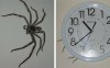 clock-spider-feat.jpg