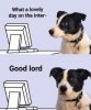 Doggo Internet Meme.jpg