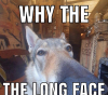 Why the long face - копия.png