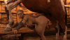 5 Lagertha Cock Camera TEST.png