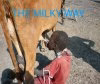 Fig2-Direct-sucking-of-raw-milk-from-cows-teat-in-one-of-the-cattle-camps-in-the-then (1)~2.jpg