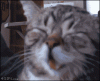 laughing-cat-2974312684.gif