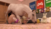 Ensley X Horse Primary Camera Test 1.png