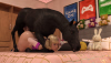 Ensley X Horse Primary Camera Test 2.png