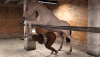 1 Nyongo X Horse Primary Camera FHD.png