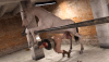 1 Chloe X Horse Test Primary Camera.png