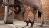 2 Chloe X Horse Test Primary Camera (Zoomed).png