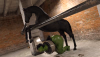 1 SheHulk X Horse Primary Camera Test.png
