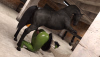 2 SheHulk X Horse Secondary Camera Test.png