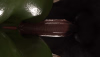 5 SheHulk X Horse Quinary Camera Test Frame 280.png