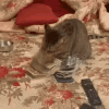 cat-kitty (1).gif
