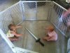 two-babies-enter.jpg