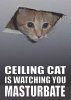 ceiling_cat.jpg