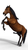 Horse 3 Test.png