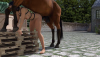 Stallion 3.png