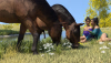 horses-1.png