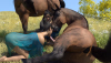 horses-2.png