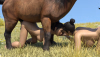 riding-9.png