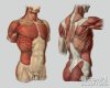 first-day-of-practicing-male-torso-anatomy-v0-jckul7c1dmub1.jpg