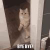 ok-bye-cat-closing-door-6spf9iw48lqibg17.gif