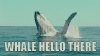 Hello There Whale.gif