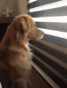 golden-retriever-dog.gif