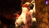 alfirajoinstheparty3.png