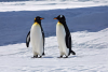 62501448-3322885034-_lora_animals-HXZ_0.7_polar animals, animals, penguinuniverse, purple bron...png