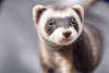 62501455-350253177-_lora_animals-HXZ_0.7_polar animals, animals, realistic,animal focus, anima...png