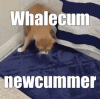 cumm.gif