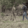 kangaroo-man-punching.gif