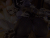 ravenpartII.gif