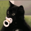 cat-pacifier.gif