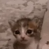 cat-kitten.gif