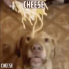 cheese-dog.gif