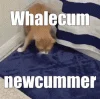 whalecum.gif