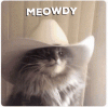 meowdy.gif